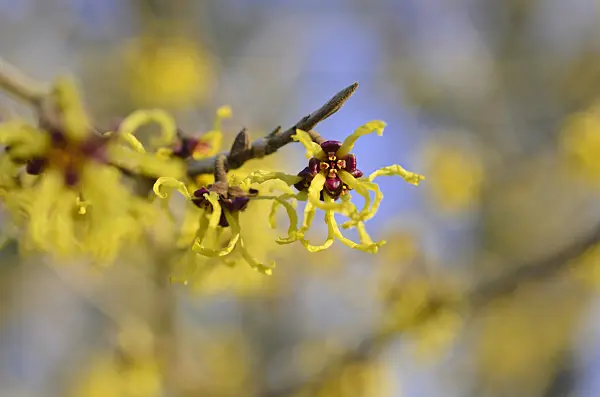 518087 - Japanese witch hazel (Hamamelis japonica 'Arborea')