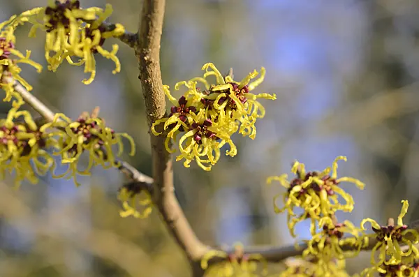 518088 - Japanese witch hazel (Hamamelis japonica 'Arborea')