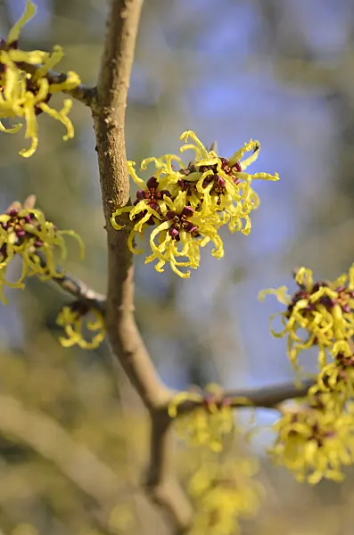 518089 - Japanese witch hazel (Hamamelis japonica 'Arborea')