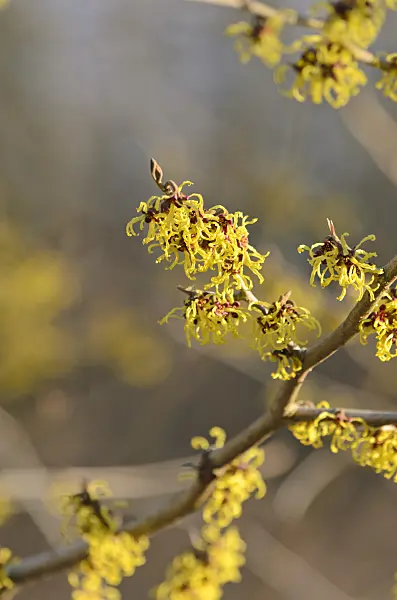 518090 - Japanese witch hazel (Hamamelis japonica 'Arborea')