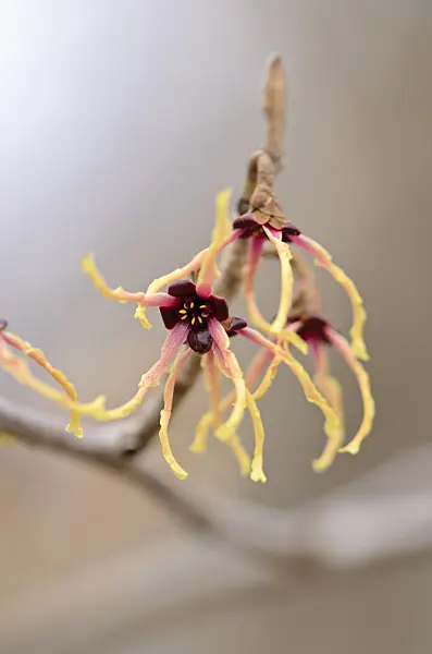 529140 - Japanese witch hazel (Hamamelis japonica 'Flavo-Purpurascens')