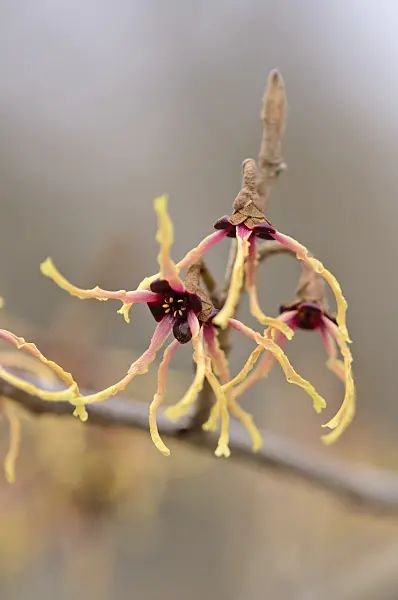 529141 - Japanese witch hazel (Hamamelis japonica 'Flavo-Purpurascens')