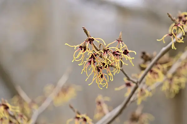 529142 - Japanese witch hazel (Hamamelis japonica 'Flavo-Purpurascens')