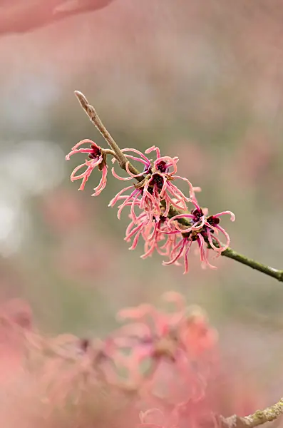 553071 - Japanese witch hazel (Hamamelis japonica 'Flavo-Purpurascens')