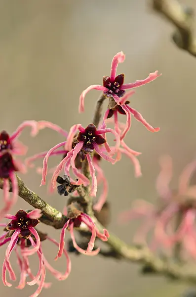 553072 - Japanese witch hazel (Hamamelis japonica 'Flavo-Purpurascens')