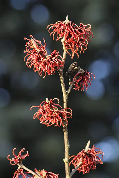 529074 - Japanese witch hazel (Hamamelis japonica 'Robin')