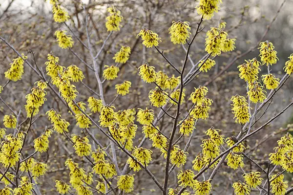 470006 - Japanese witch hazel (Hamamelis japonica 'Zuccariniana')