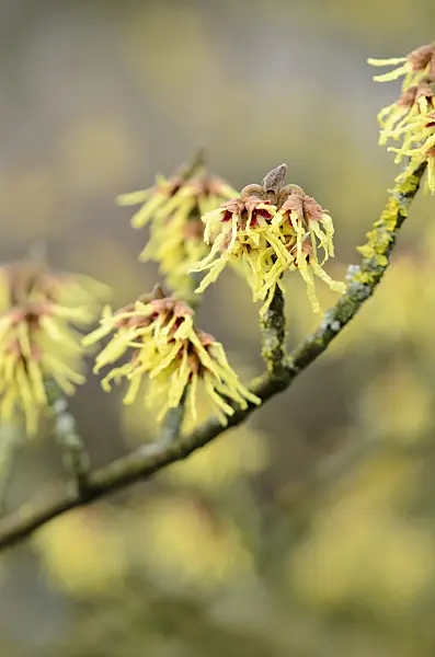 553053 - Japanese witch hazel (Hamamelis japonica 'Zuccariniana')