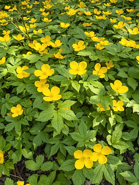 437185 - Japanese wood poppy (Hylomecon japonica)