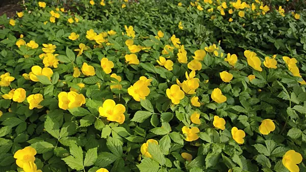 495304 - Japanese wood poppy (Hylomecon japonica)
