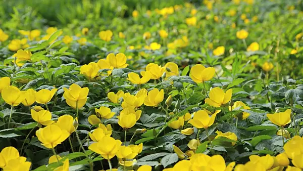 495306 - Japanese wood poppy (Hylomecon japonica)