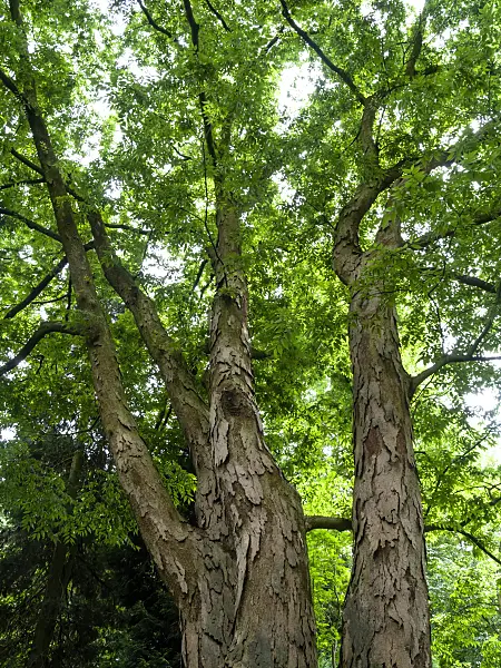 427065 - Japanese zelkova (Zelkova serrata)