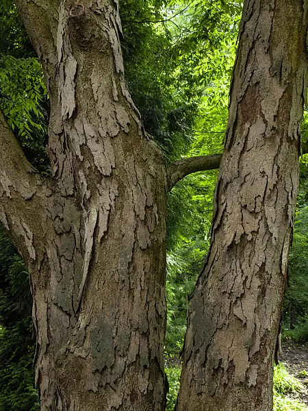 427066 - Japanese zelkova (Zelkova serrata)