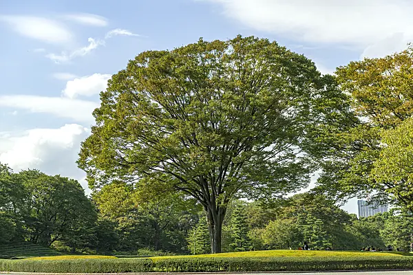 625389 - Japanese zelkova (Zelkova serrata)