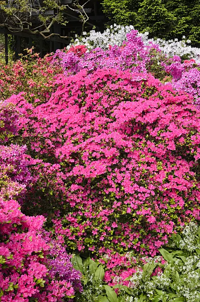 520452 - Japanische Azalee (Rhododendron x obtusum)