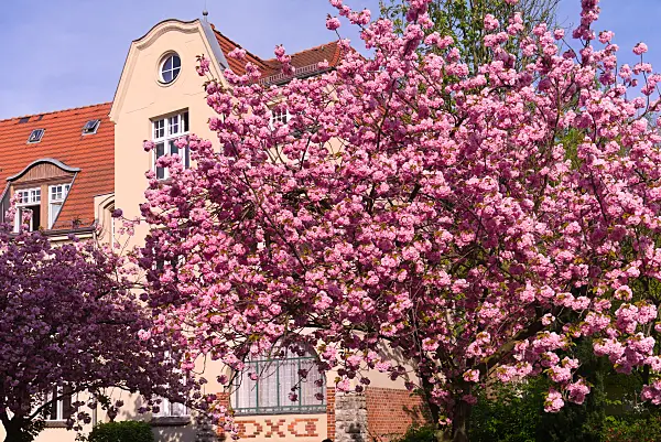 672074 - Japanische Blütenkirsche (Prunus serrulata)