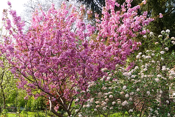 672073 - Japanische Blütenkirsche (Prunus serrulata) und Koreanischer Schneeball (Viburnum carlesii)