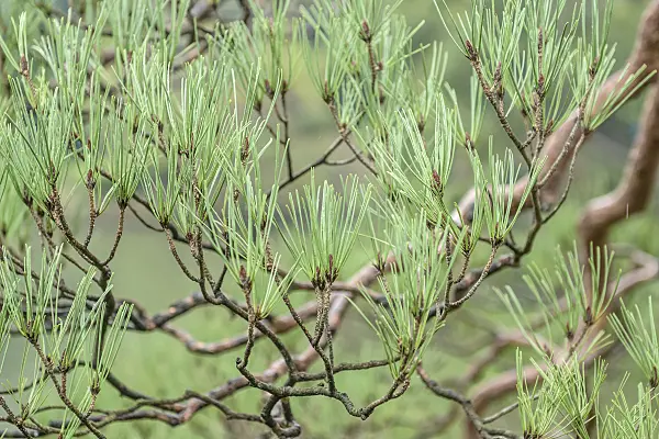 547220 - Japanische Rotkiefer (Pinus densiflora)