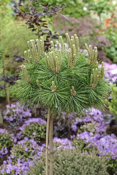 558181 - Japanische Rotkiefer (Pinus densiflora 'Low Glow')