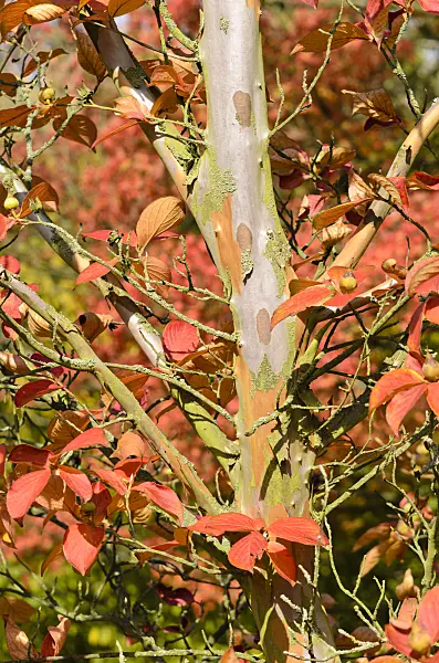 525320 - Japanische Scheinkamelie (Stewartia pseudocamellia)