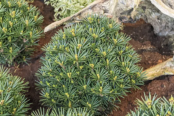 638340 - Japanische Schirmtanne (Sciadopitys verticillata 'Kobito')