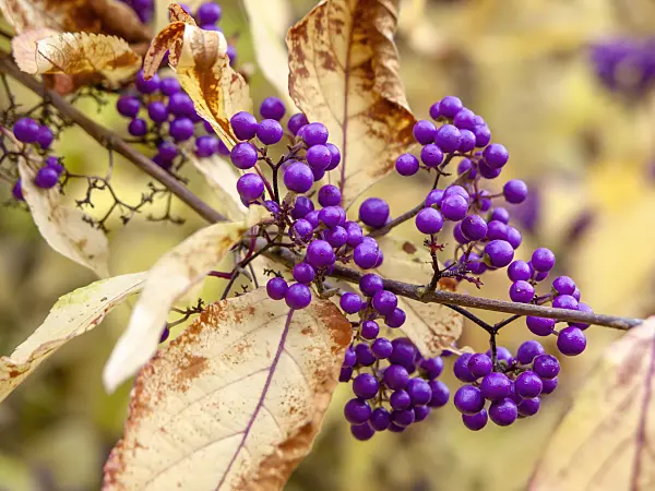 431010 - Japanische Schönfrucht (Callicarpa japonica)