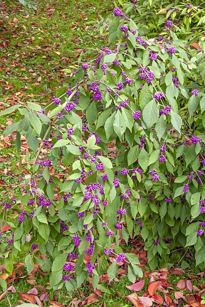 453061 - Japanische Schönfrucht (Callicarpa japonica)