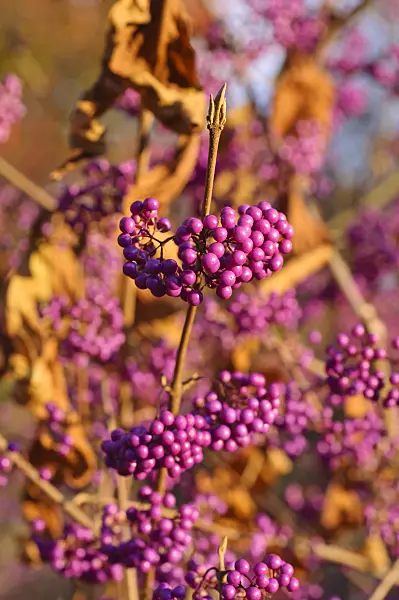 478031 - Japanische Schönfrucht (Callicarpa japonica)
