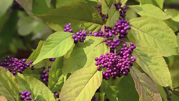 501072 - Japanische Schönfrucht (Callicarpa japonica)