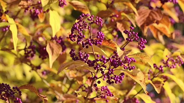 501171 - Japanische Schönfrucht (Callicarpa japonica)