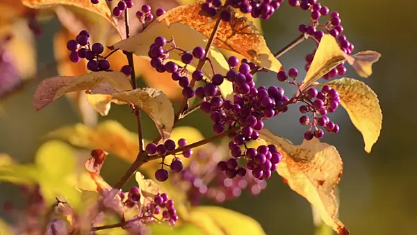501172 - Japanische Schönfrucht (Callicarpa japonica)