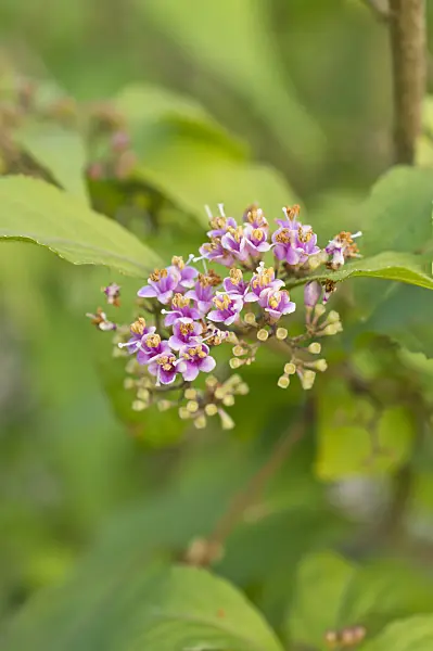 512044 - Japanische Schönfrucht (Callicarpa japonica)