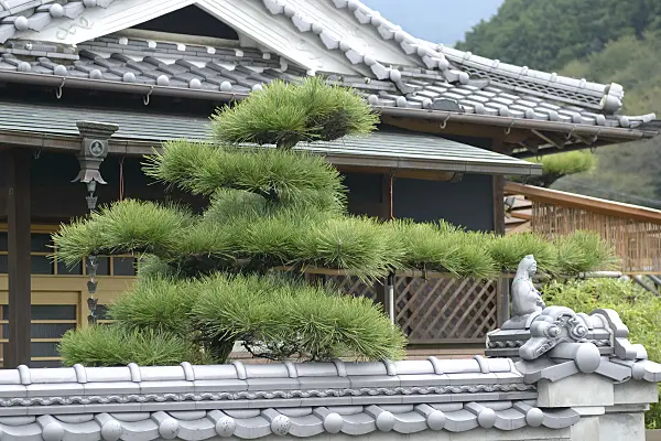 547225 - Japanische Schwarzkiefer (Pinus thunbergii)
