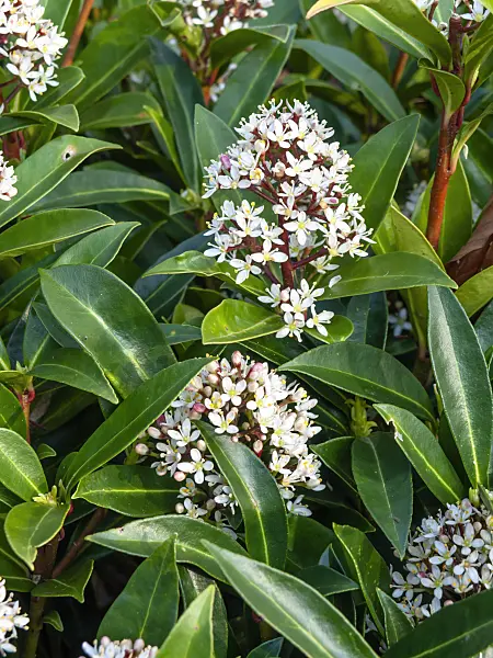 459040 - Japanische Skimmie (Skimmia japonica 'Bremen')