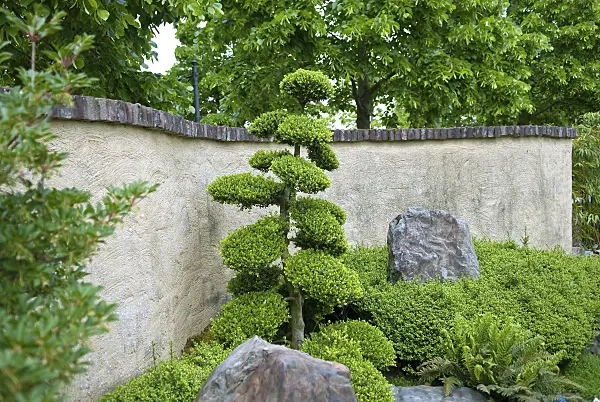 517192 - Japanische Stechpalme (Ilex crenata)