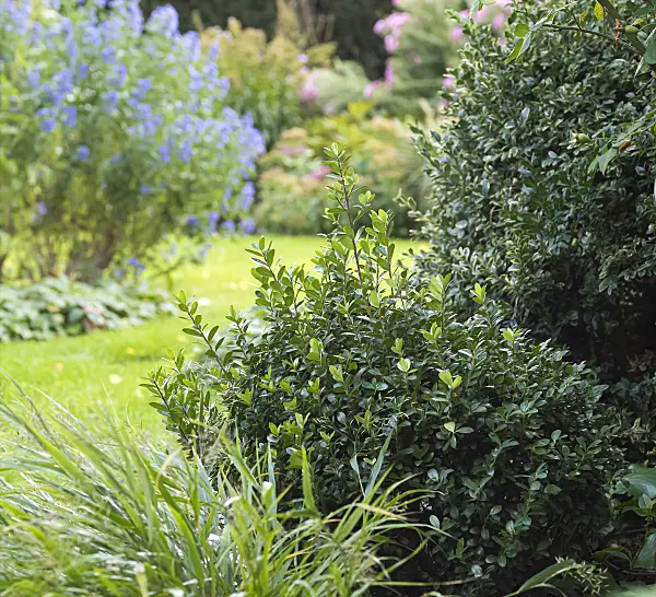 651345 - Japanische Stechpalme (Ilex crenata 'Robustico')