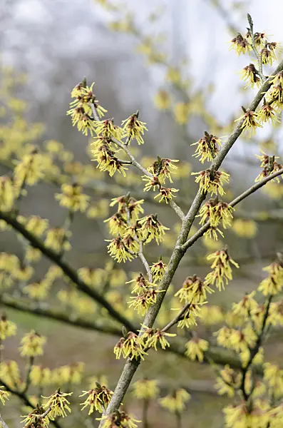 553052 - Japanische Zaubernuss (Hamamelis japonica 'Zuccariniana')