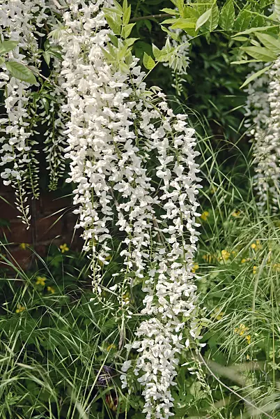 490190 - Japanischer Blauregen (Wisteria floribunda 'Shiro Noda')