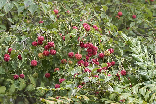 616193 - Japanischer Blütenhartriegel (Cornus kousa)