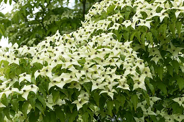 664096 - Japanischer Blütenhartriegel (Cornus kousa 'Schmetterling')