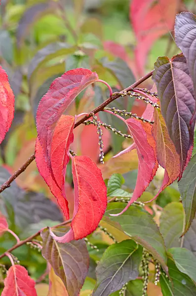 525376 - Japanischer Perlschweif (Stachyurus praecox)