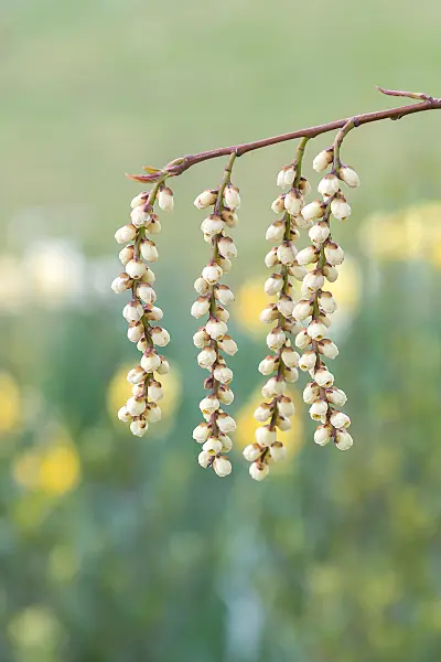 664441 - Japanischer Perlschweif (Stachyurus praecox)
