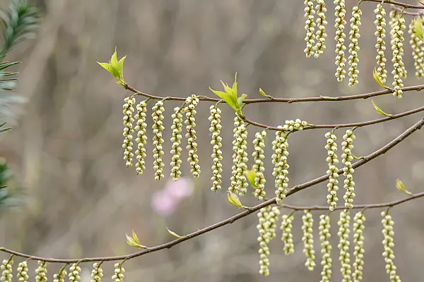 664442 - Japanischer Perlschweif (Stachyurus praecox)