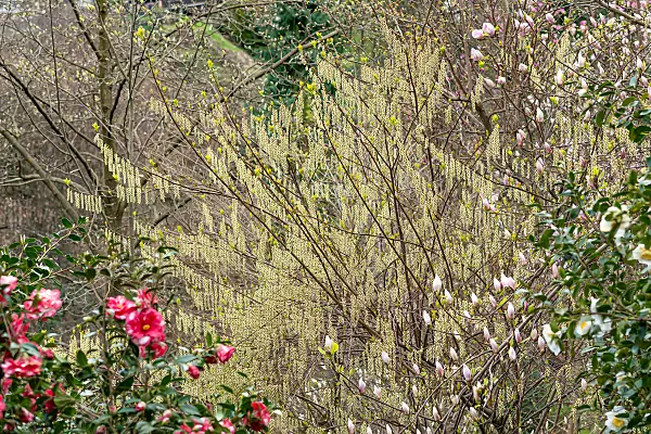 664443 - Japanischer Perlschweif (Stachyurus praecox)