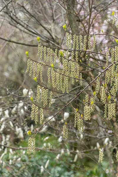 664444 - Japanischer Perlschweif (Stachyurus praecox)