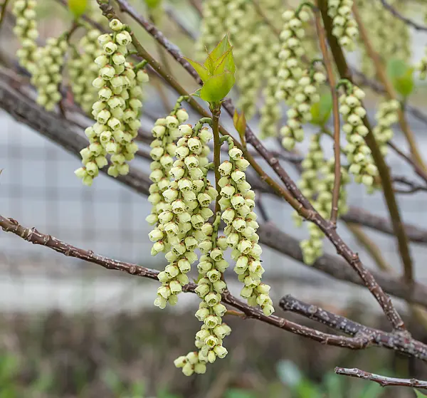 664445 - Japanischer Perlschweif (Stachyurus praecox var. leucotrichus)