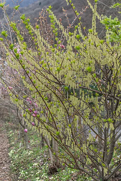664446 - Japanischer Perlschweif (Stachyurus praecox var. leucotrichus)