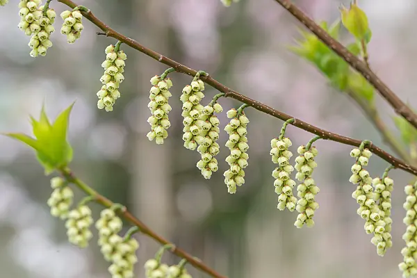 664447 - Japanischer Perlschweif (Stachyurus praecox var. leucotrichus)