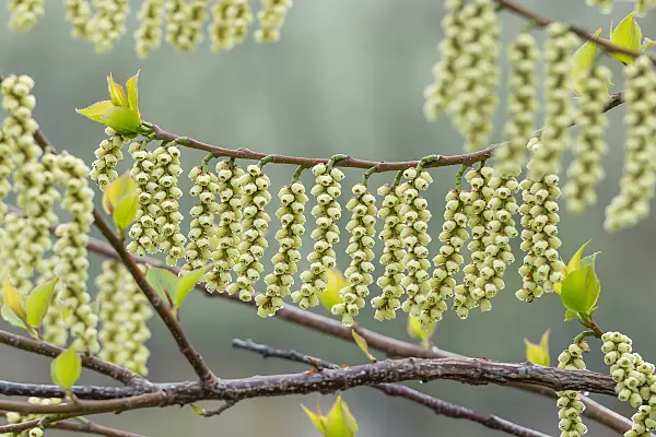 664448 - Japanischer Perlschweif (Stachyurus praecox var. leucotrichus)