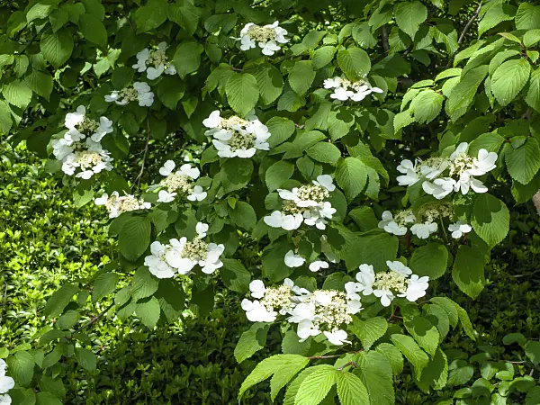 437307 - Japanischer Schneeball (Viburnum plicatum var. tomentosum)